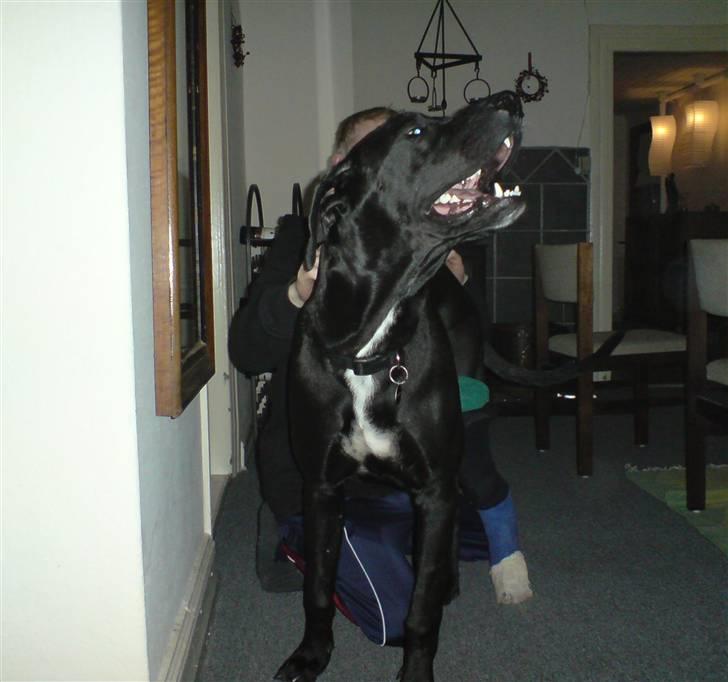 Blanding af racer Pølle 3/4 gd 1/4 rw billede 7