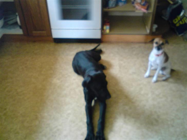 Blanding af racer Pølle 3/4 gd 1/4 rw - Pølle sammen med Egon, da vi fik ham sommeren 07 billede 8