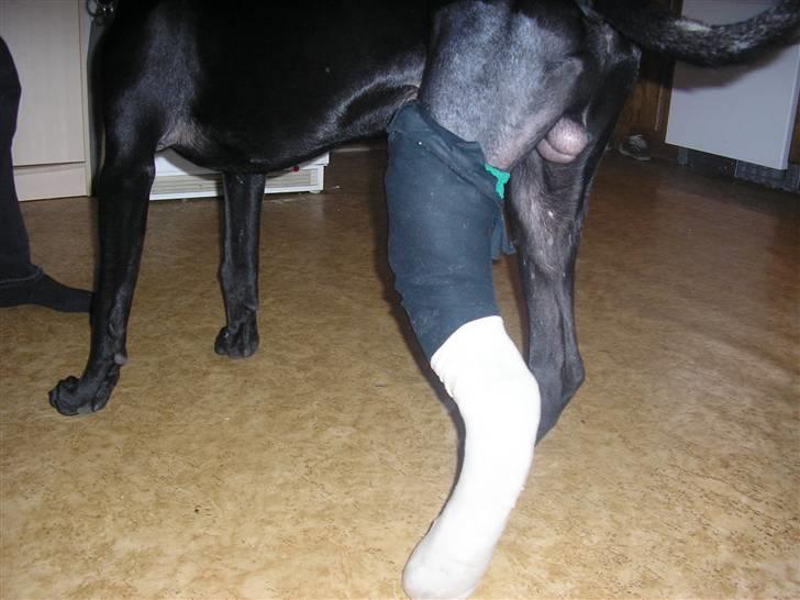 Blanding af racer Pølle 3/4 gd 1/4 rw - Pølle havde ingen problemer med at gå med gipsben... stak det bare ud til siden, så kom han rundt på tre ben billede 9