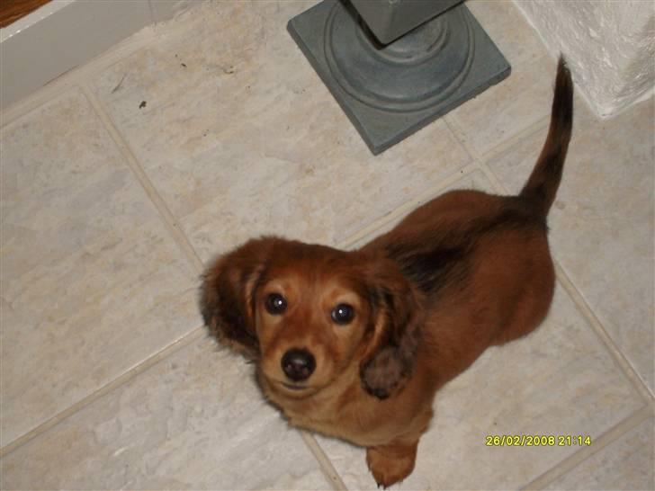 Dværggravhund Lucia *Min mors*RIP - leger med en bamse.. billede 17