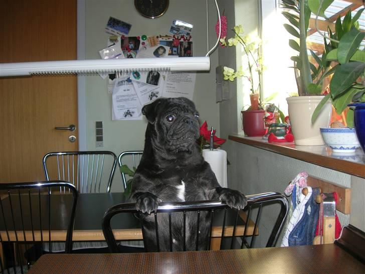 Mops Chili - Er der snart mad??? billede 2