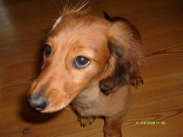 Dværggravhund Lucia *Min mors*RIP billede 19