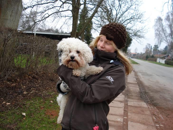 Bichon à poil frisé Luffe billede 12