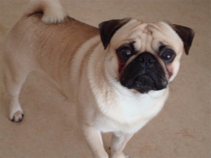 Mops Oscar billede 1