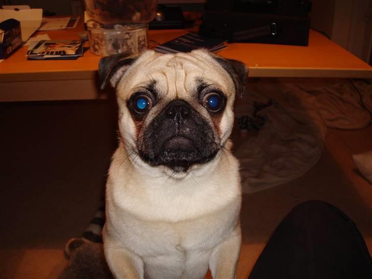 Mops Oscar - Nysgerrig billede 2