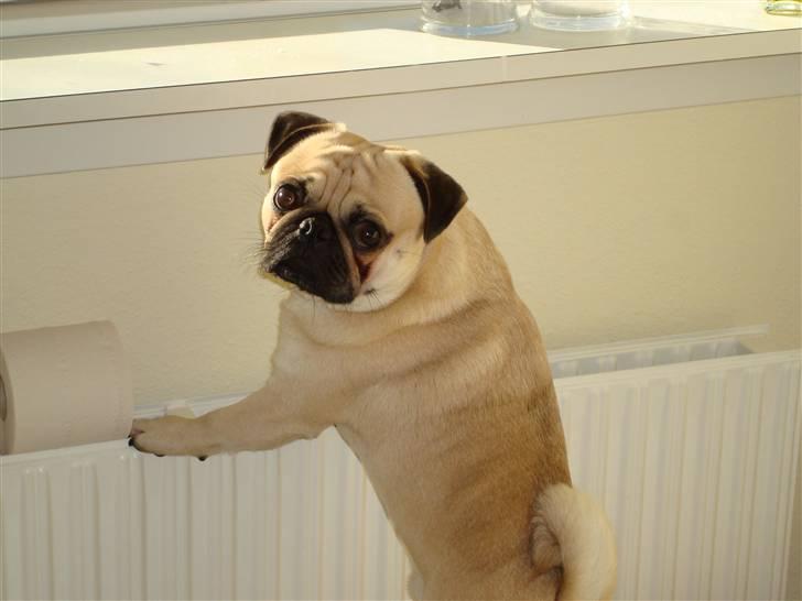 Mops Oscar billede 3