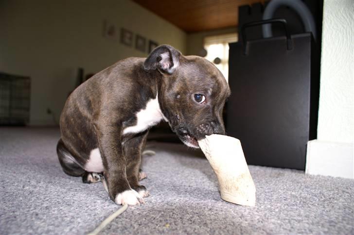 Staffordshire bull terrier Freja billede 1