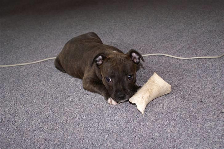 Staffordshire bull terrier Freja billede 2