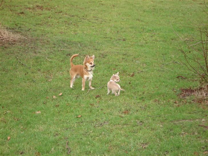 Chihuahua rocky billede 20