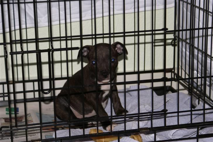 Staffordshire bull terrier Freja billede 3