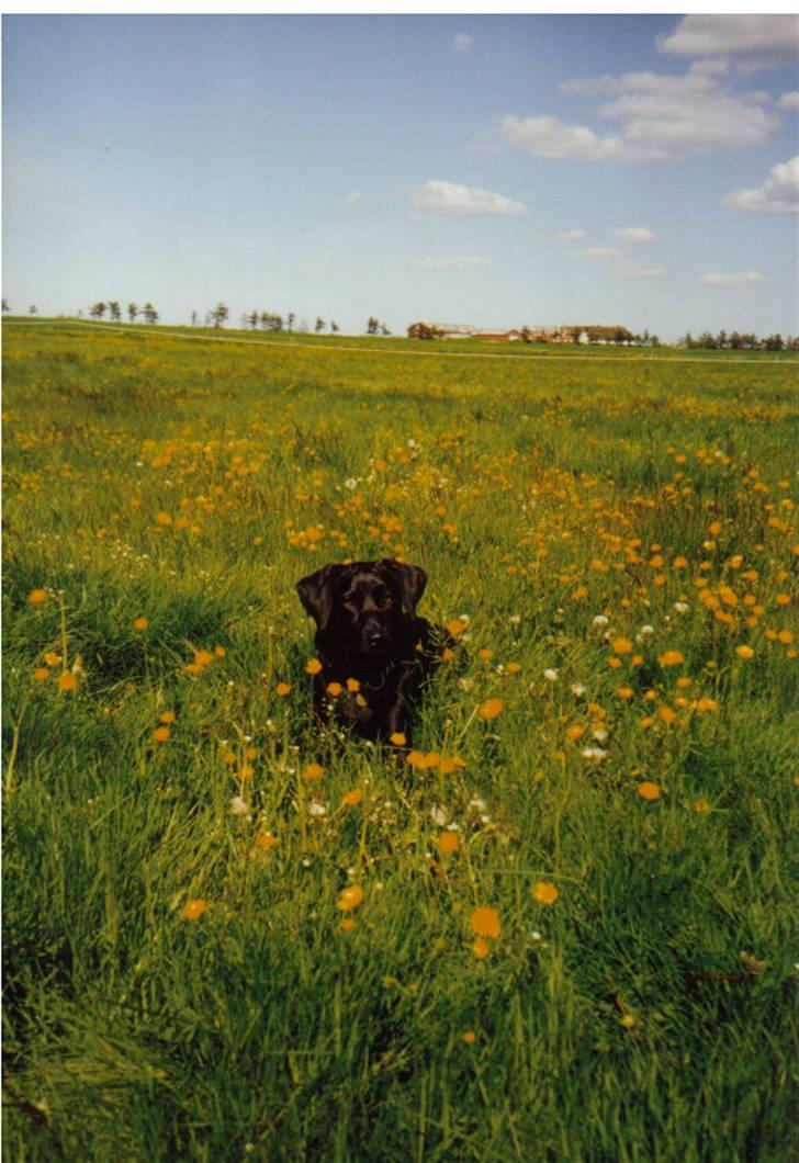 Blanding af racer Nala (død) - Nala juni ´97 billede 1