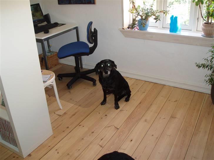 Blanding af racer Nala (død) - Nala ´06 billede 2