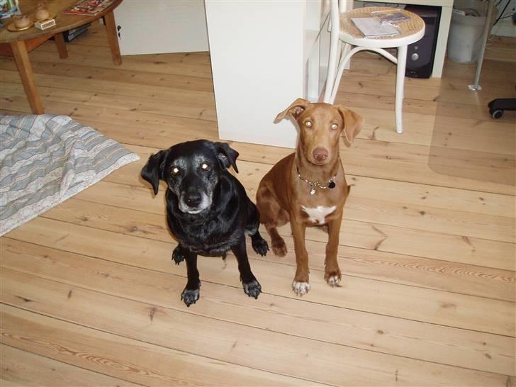 Blanding af racer Nala (død) - Nala og Zari billede 3