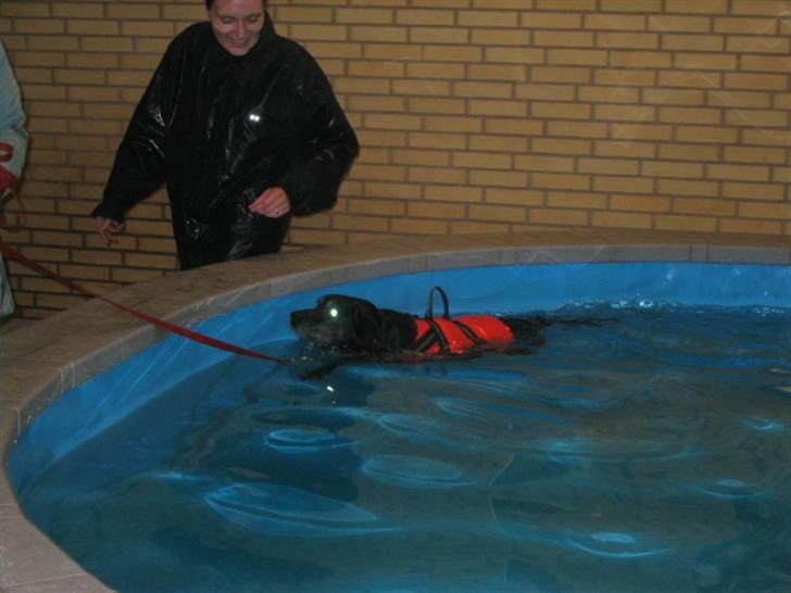 Blanding af racer Nala (død) - Nala til svømning billede 4