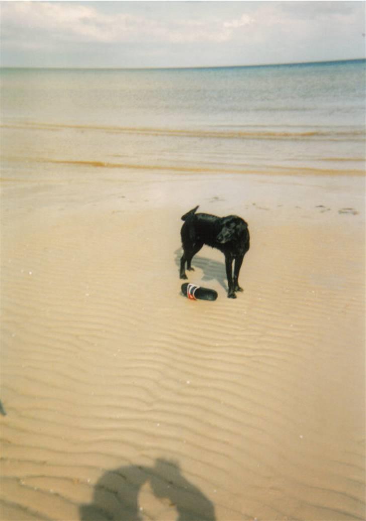 Blanding af racer Nala (død) - Nala ved vandet juni ´03 billede 5