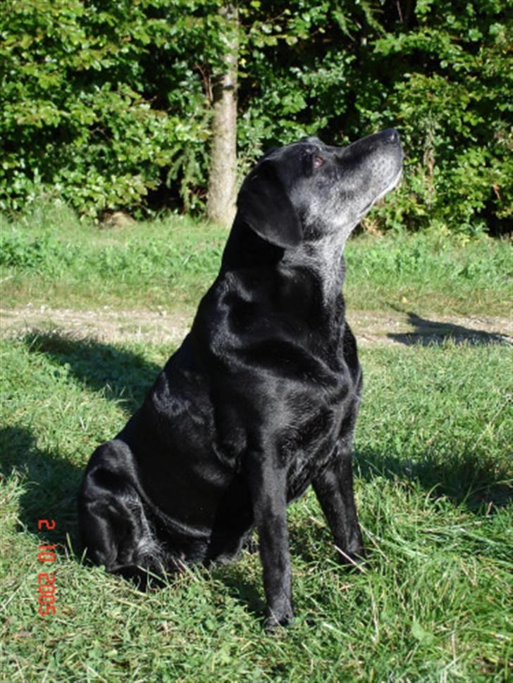 Blanding af racer Nala (død) - En lidt ældre Nala billede 6