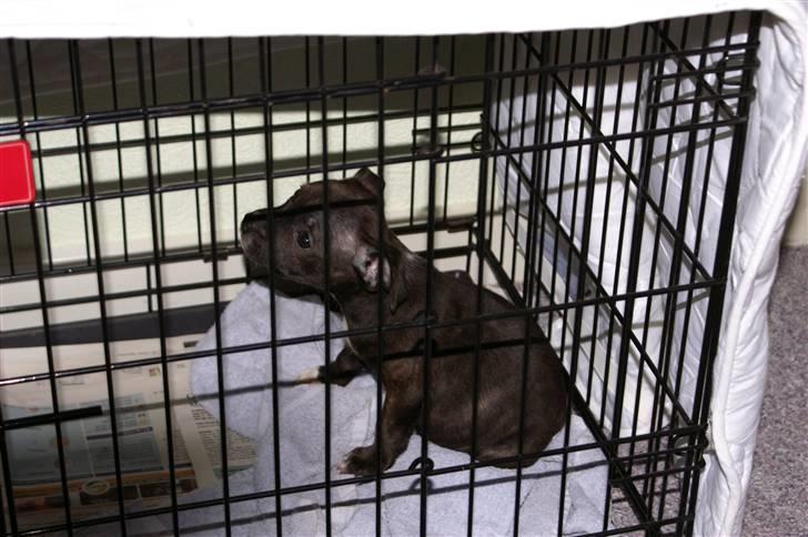 Staffordshire bull terrier Freja billede 4