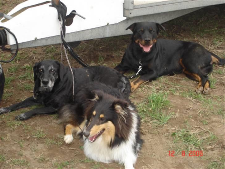 Blanding af racer Nala (død) - Nala, Frida og Sharki med til stævne billede 7