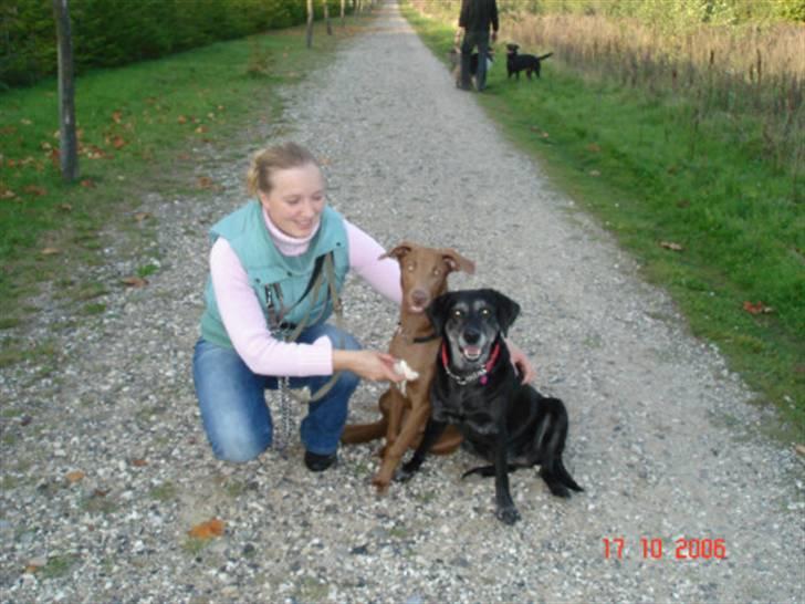 Blanding af racer Nala (død) - Nala, Zari og jeg ´07 billede 8