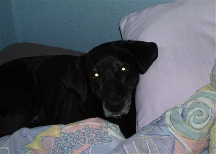 Blanding af racer Nala (død) - Nala i sengen igen, det bedste hun ved billede 9