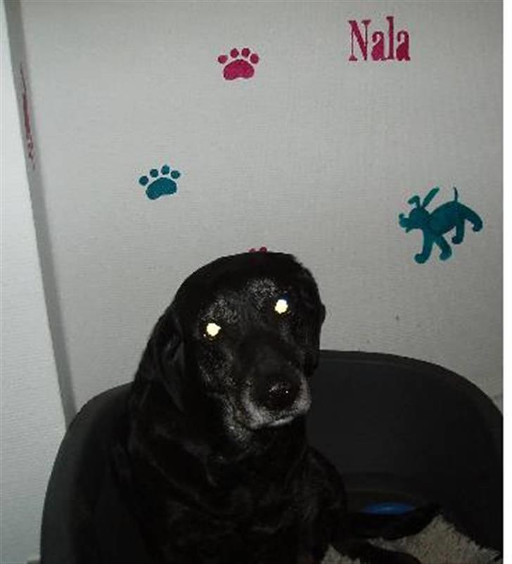 Blanding af racer Nala (død) - Nala i sin kurv billede 10