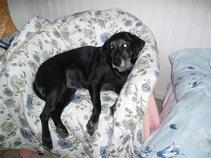 Blanding af racer Nala (død) - Det er heller aldrig dårligt at ligge godt i en stol billede 11