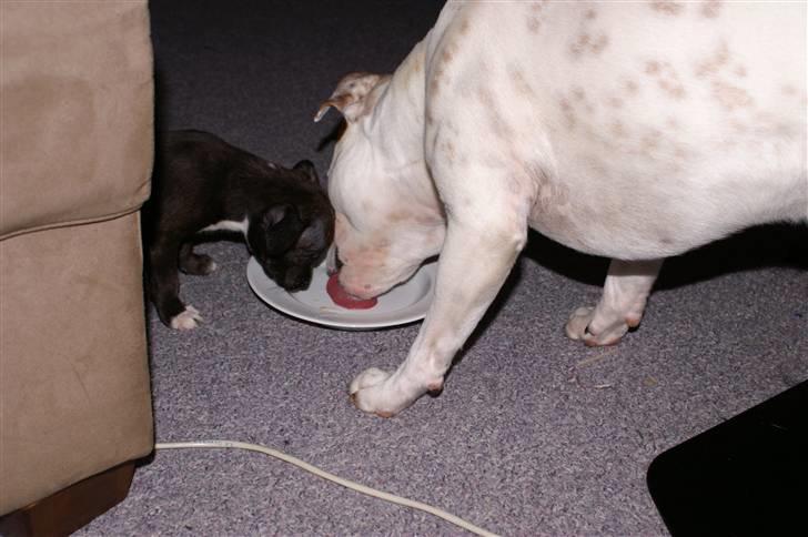 Staffordshire bull terrier Freja billede 5