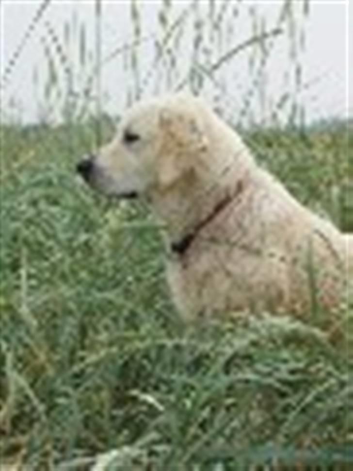 Golden retriever Oskar billede 13