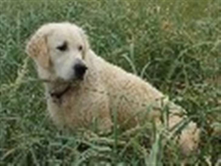 Golden retriever Oskar billede 14