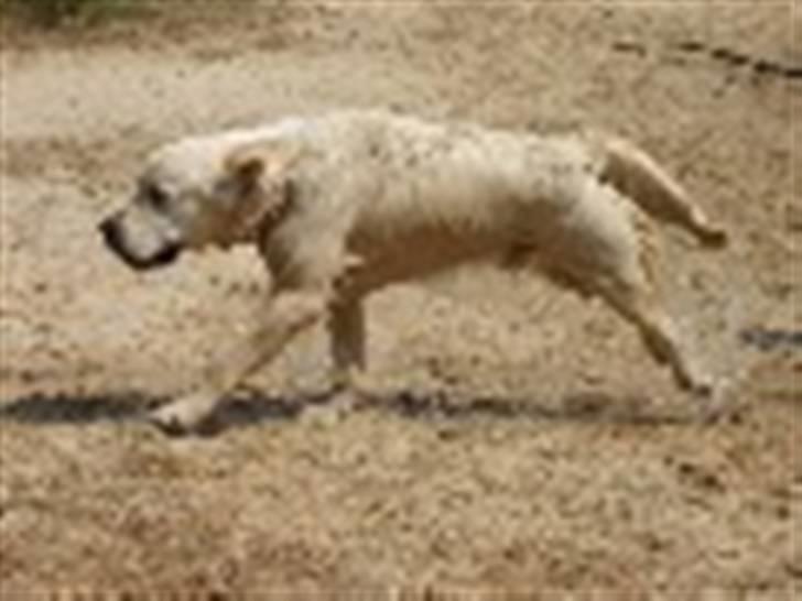 Golden retriever Oskar billede 15