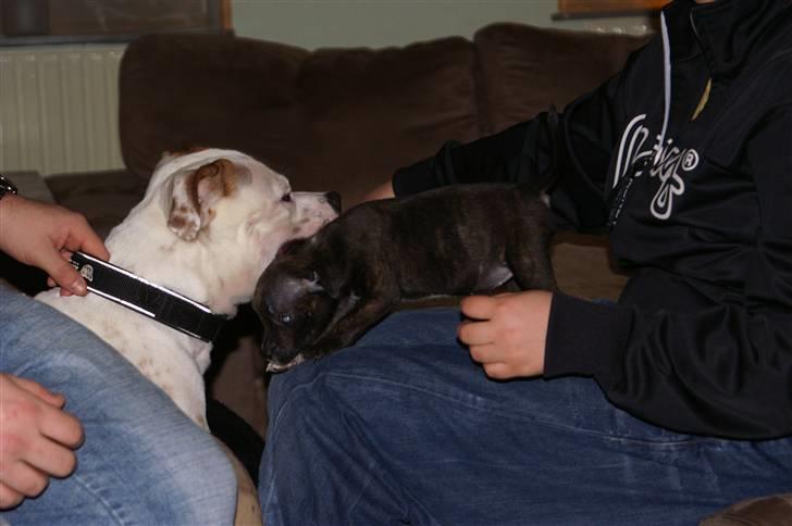 Staffordshire bull terrier Freja billede 6