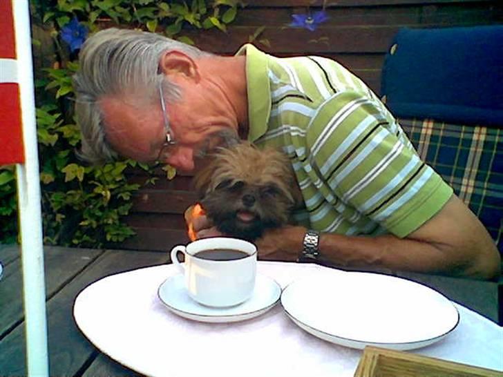 Shih tzu Bamse - Hip hurra jeg elsker fødselsdage billede 15