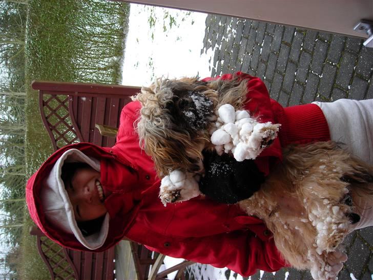 Shih tzu Bamse - Jeg kan ikke gå mere, moar du må bære mig... billede 16