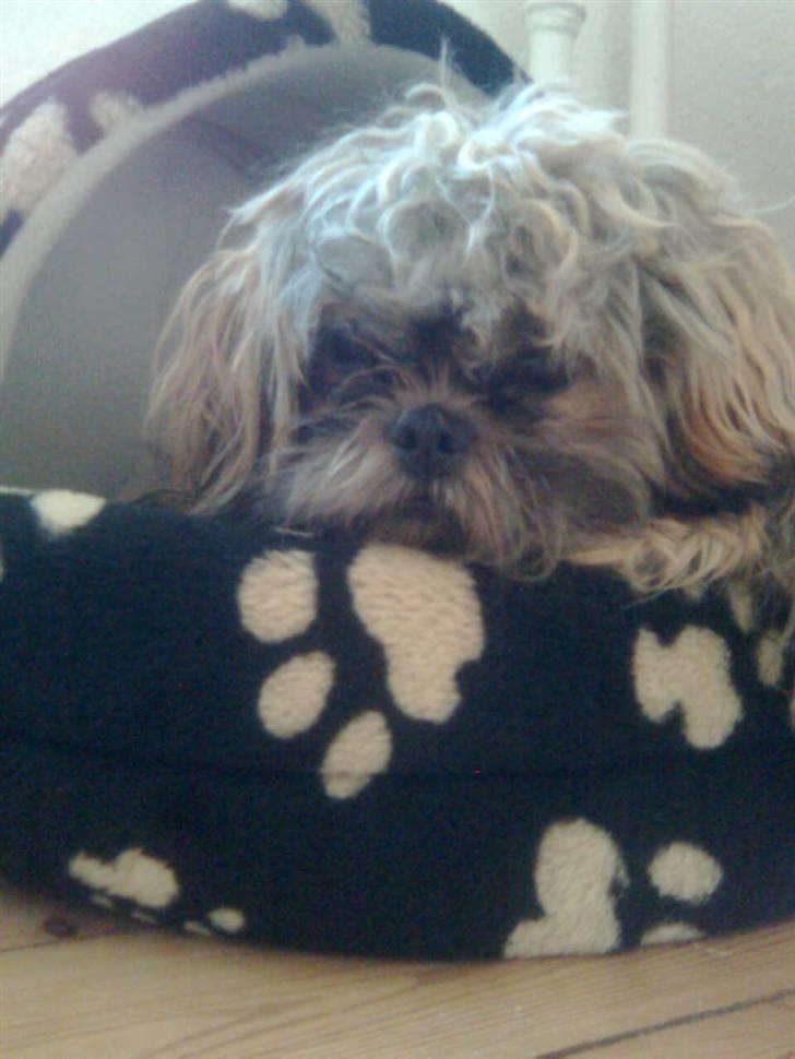 Shih tzu Bamse - Åh jeg er træt billede 17