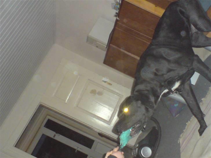 Blanding af racer Pølle 3/4 gd 1/4 rw - han fungerer også fint som trækdyr billede 10