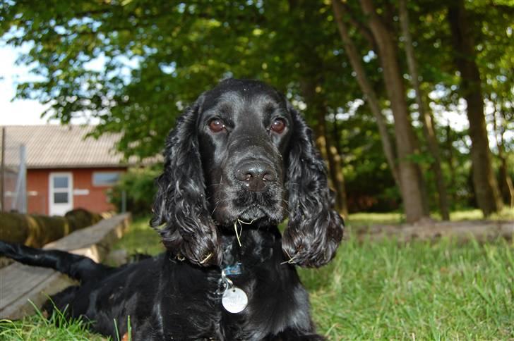 Cocker spaniel Holger - D. 08/02-08 billede 12
