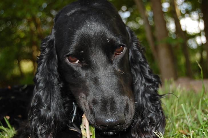 Cocker spaniel Holger - D. 08/02-08 billede 13