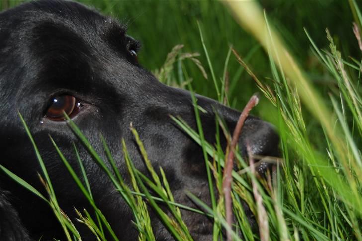 Cocker spaniel Holger - D. 08/02-08 billede 14