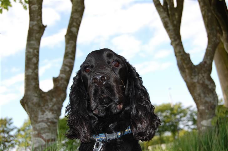 Cocker spaniel Holger - D. 08/02-08 billede 15