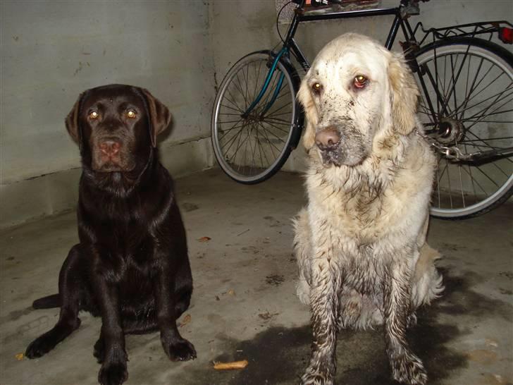Golden retriever Balto - ja hvad kan jeg sige :)... svin 1 og 2 hi hi  billede 14