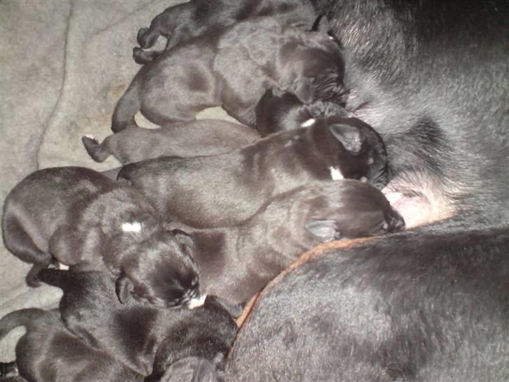 Blanding af racer Pølle 3/4 gd 1/4 rw - så er der et nyt kuld søskende, de er salgsklare sidst i marts. skriv for telefonnummer til ejeren... billede 11