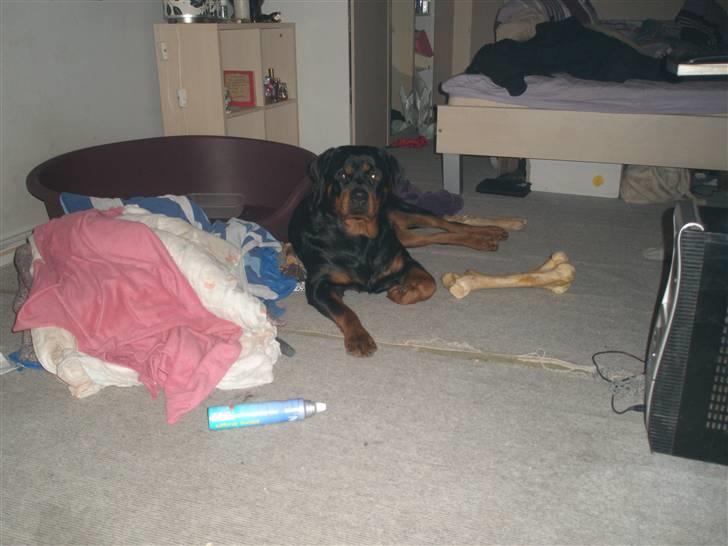 Rottweiler Chica billede 6