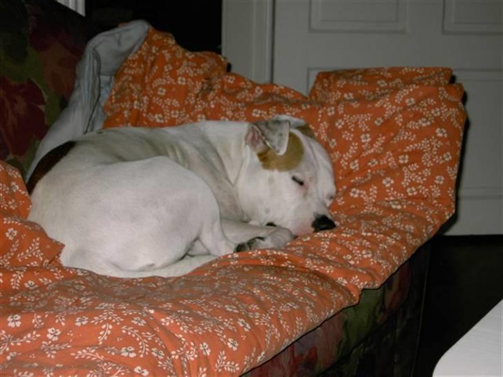 Amerikansk staffordshire terrier chika fik fred 23-03/10 billede 16