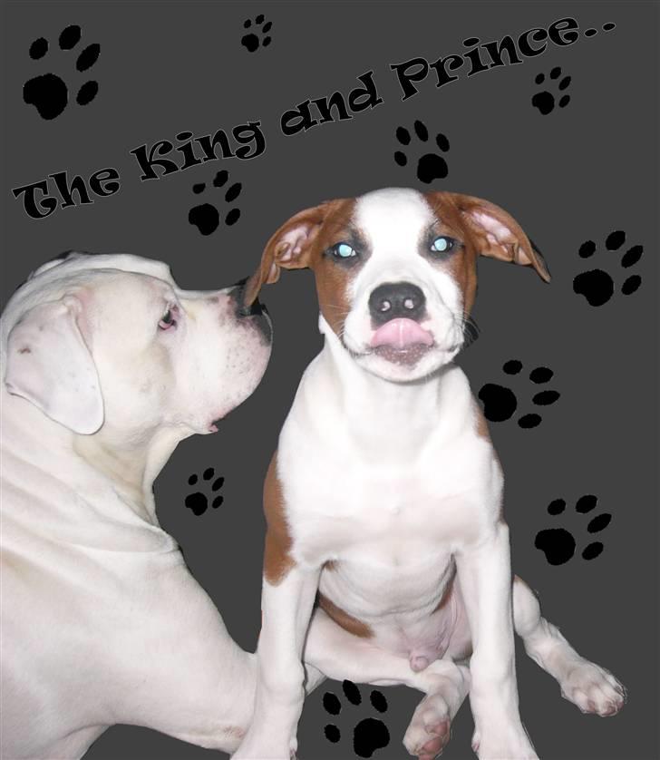 Blanding af racer Eddy billede 13