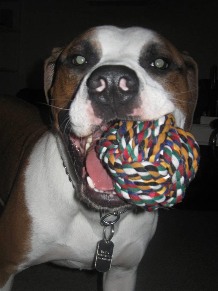 Blanding af racer Eddy billede 14