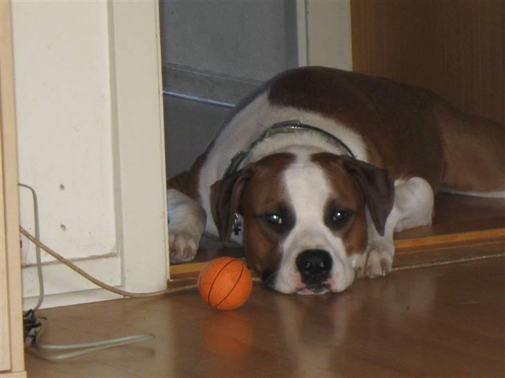 Blanding af racer Eddy billede 15