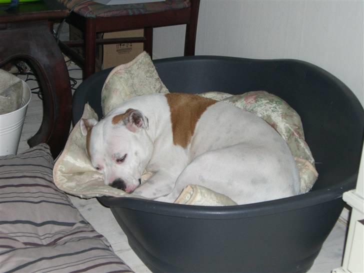 Amerikansk staffordshire terrier chika fik fred 23-03/10 billede 17