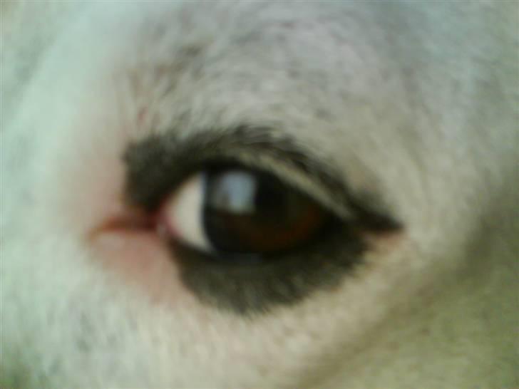 Amerikansk staffordshire terrier chika fik fred 23-03/10 billede 18