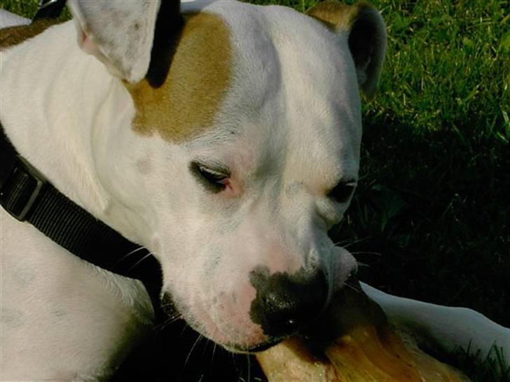 Amerikansk staffordshire terrier chika fik fred 23-03/10 billede 19