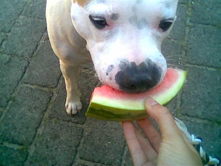 Amerikansk staffordshire terrier chika fik fred 23-03/10 billede 20